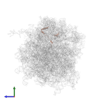 Large ribosomal subunit protein eL29 in PDB entry 6zm7, assembly 1, side view.