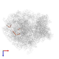 Large ribosomal subunit protein eL29 in PDB entry 6zm7, assembly 1, top view.