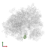 Large ribosomal subunit protein uL5 in PDB entry 6zmo, assembly 1, front view.