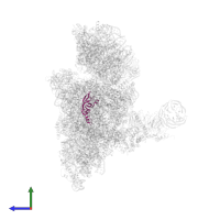 Small ribosomal subunit protein uS12 in PDB entry 6zon, assembly 1, side view.