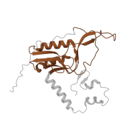 The deposited structure of PDB entry 6zs9 contains 1 copy of Pfam domain PF00252 (Ribosomal protein L16p/L10e) in Large ribosomal subunit protein uL16m. Showing 1 copy in chain BB [auth XN].