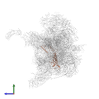 Small ribosomal subunit protein uS5m in PDB entry 6zsa, assembly 1, side view.