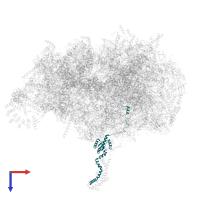 Large ribosomal subunit protein uL10m in PDB entry 6zsd, assembly 1, top view.