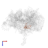 Large ribosomal subunit protein uL16m in PDB entry 6zsd, assembly 1, top view.