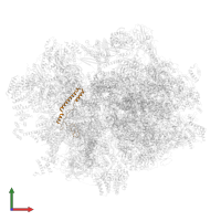 Small ribosomal subunit protein mS37 in PDB entry 6zse, assembly 1, front view.