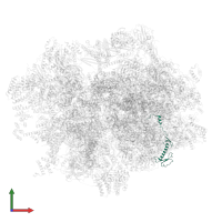 Large ribosomal subunit protein bL32m in PDB entry 6zse, assembly 1, front view.