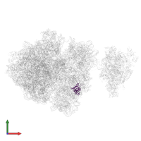 Small ribosomal subunit protein uS8 in PDB entry 6ztn, assembly 1, front view.