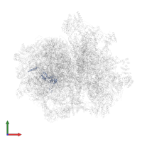 Large ribosomal subunit protein bL28m in PDB entry 7a5g, assembly 1, front view.