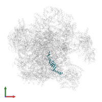 Large ribosomal subunit protein bL21m in PDB entry 7a5j, assembly 1, front view.