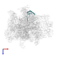 Large ribosomal subunit protein bL21m in PDB entry 7a5j, assembly 1, top view.