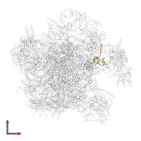 Large ribosomal subunit protein bL27m in PDB entry 7a5j, assembly 1, front view.