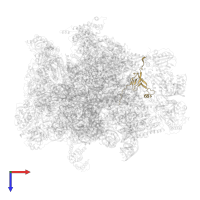 Large ribosomal subunit protein bL27m in PDB entry 7a5j, assembly 1, top view.