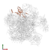 Large ribosomal subunit protein bL28m in PDB entry 7a5j, assembly 1, front view.