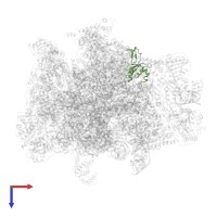 Large ribosomal subunit protein uL30m in PDB entry 7a5j, assembly 1, top view.