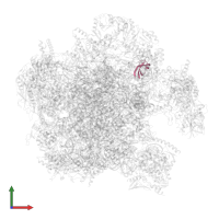 Large ribosomal subunit protein bL33m in PDB entry 7a5j, assembly 1, front view.