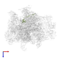 Large ribosomal subunit protein mL42 in PDB entry 7a5j, assembly 1, top view.