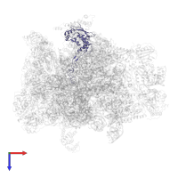 Large ribosomal subunit protein uL4m in PDB entry 7a5j, assembly 1, top view.