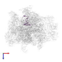 Large ribosomal subunit protein mL51 in PDB entry 7a5j, assembly 1, top view.