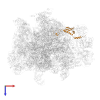 Large ribosomal subunit protein mL62 in PDB entry 7a5j, assembly 1, top view.