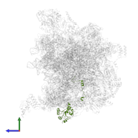 Large ribosomal subunit protein uL10m in PDB entry 7a5j, assembly 1, side view.