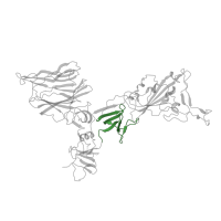 The deposited structure of PDB entry 7a5s contains 2 copies of Pfam domain PF19209 ( Coronavirus spike glycoprotein S1, C-terminal) in Spike glycoprotein. Showing 1 copy in chain C [auth A].