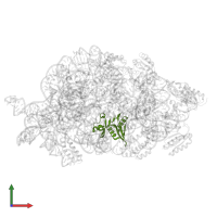 Small ribosomal subunit protein uS8 in PDB entry 7afo, assembly 1, front view.