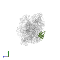 Small ribosomal subunit protein uS8 in PDB entry 7afo, assembly 1, side view.