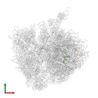 Large ribosomal subunit protein bL34 in PDB entry 7azo, assembly 1, front view.
