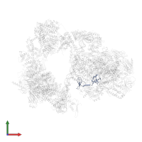 DNA-directed RNA polymerase II subunit RPB9 in PDB entry 7eg9, assembly 1, front view.