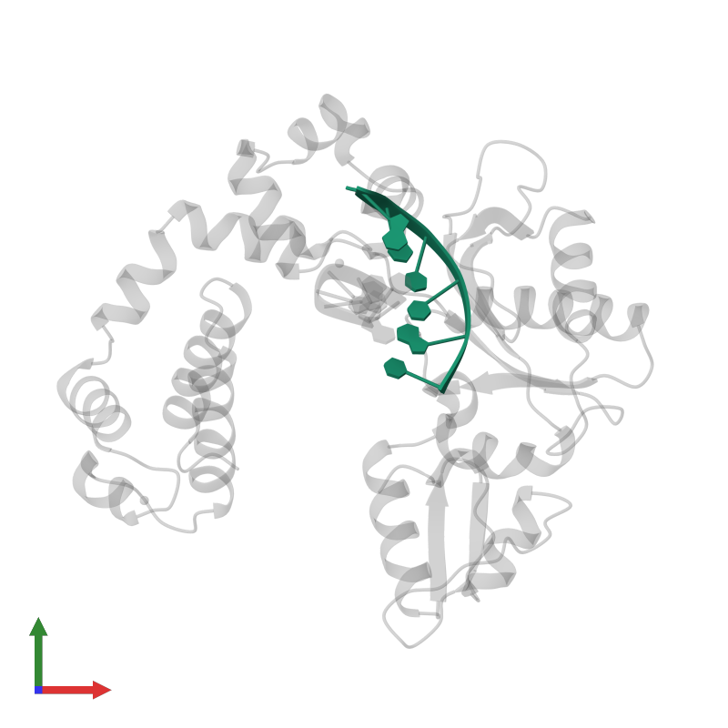 <div class='caption-body'>PDB entry 7icl contains 1 copy of DNA (5'-D(*CP*AP*TP*CP*TP*GP*T)-3') in assembly 1. This DNA molecule is highlighted and viewed from the front.</div>