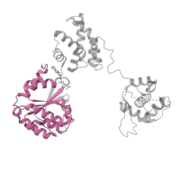 The deposited structure of PDB entry 7jpp contains 1 copy of Pfam domain PF13191 (AAA ATPase domain) in Origin recognition complex subunit 5. Showing 1 copy in chain E.