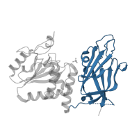 The deposited structure of PDB entry 7juk contains 1 copy of Pfam domain PF10409 (C2 domain of PTEN tumour-suppressor protein) in Phosphatidylinositol 3,4,5-trisphosphate 3-phosphatase and dual-specificity protein phosphatase PTEN. Showing 1 copy in chain A.