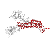 The deposited structure of PDB entry 7kdg contains 3 copies of Pfam domain PF01601 ( Coronavirus spike glycoprotein S2) in Spike glycoprotein. Showing 1 copy in chain A.