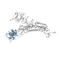 The deposited structure of PDB entry 7kdg contains 3 copies of Pfam domain PF09408 ( Betacoronavirus spike glycoprotein S1, receptor binding) in Spike glycoprotein. Showing 1 copy in chain A.