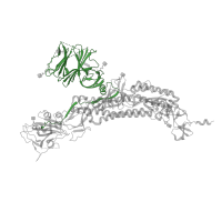The deposited structure of PDB entry 7kdg contains 3 copies of Pfam domain PF16451 ( Betacoronavirus-like spike glycoprotein S1, N-terminal) in Spike glycoprotein. Showing 1 copy in chain A.