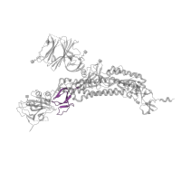 The deposited structure of PDB entry 7kdg contains 3 copies of Pfam domain PF19209 ( Coronavirus spike glycoprotein S1, C-terminal) in Spike glycoprotein. Showing 1 copy in chain A.
