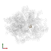 Mitochondrial ribosomal protein S11 in PDB entry 7nsj, assembly 1, front view.