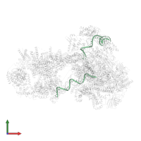 Template DNA in PDB entry 7o75, assembly 1, front view.