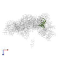 Large ribosomal subunit protein uL3 in PDB entry 7ohv, assembly 1, top view.