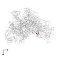 Large ribosomal subunit protein bL33m in PDB entry 7oi9, assembly 1, top view.