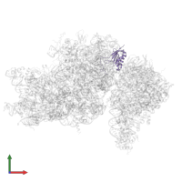 Small ribosomal subunit protein uS11 in PDB entry 7r4x, assembly 1, front view.
