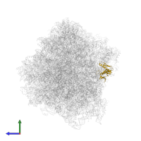 Large ribosomal subunit protein uL6A in PDB entry 7rr5, assembly 1, side view.