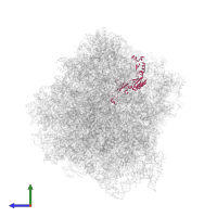 Ribosomal protein L10e/L16 domain-containing protein in PDB entry 7rr5, assembly 1, side view.