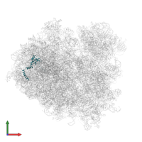 Large ribosomal subunit protein eL14A in PDB entry 7rr5, assembly 1, front view.