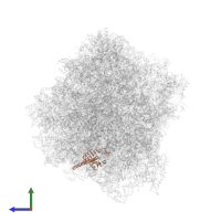 Large ribosomal subunit protein eL19A in PDB entry 7rr5, assembly 1, side view.