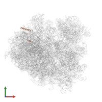 60S ribosomal protein L29 in PDB entry 7rr5, assembly 1, front view.