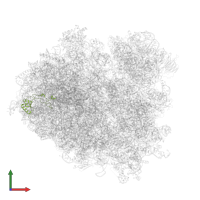 RPL32 isoform 1 in PDB entry 7rr5, assembly 1, front view.