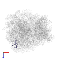 60S ribosomal protein L35-A in PDB entry 7rr5, assembly 1, top view.