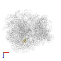 RPL38 isoform 1 in PDB entry 7rr5, assembly 1, top view.