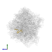 Large ribosomal subunit protein eL43A in PDB entry 7rr5, assembly 1, side view.